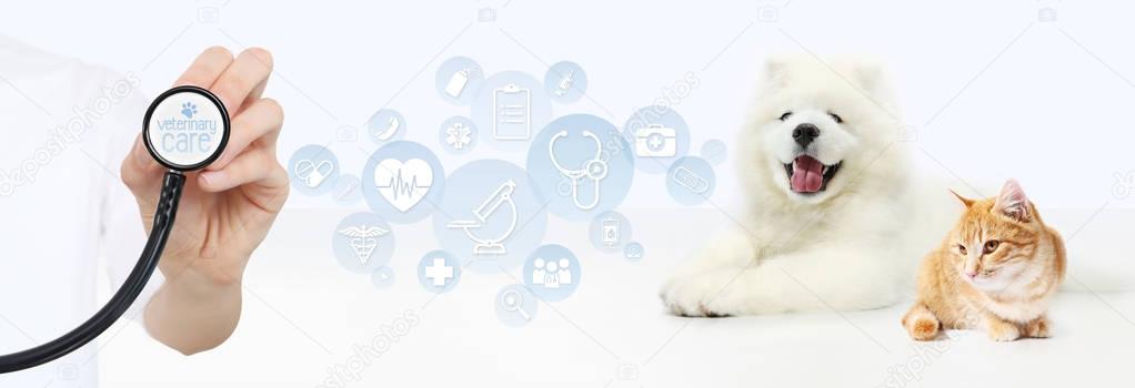 Iconos de perro y gato