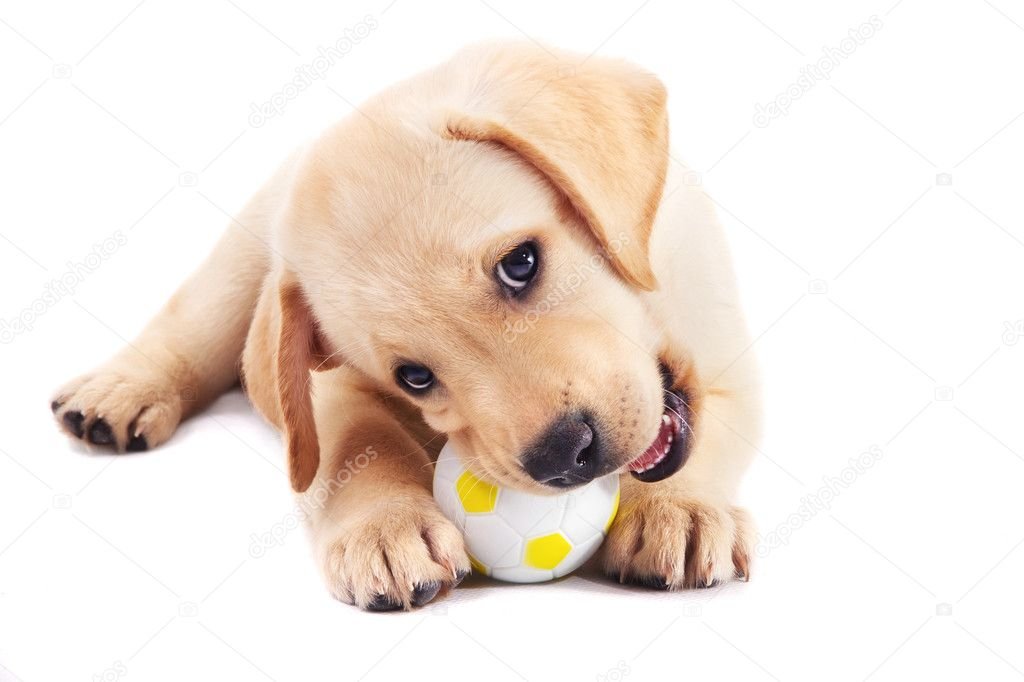 Productos para bebés y mascotas